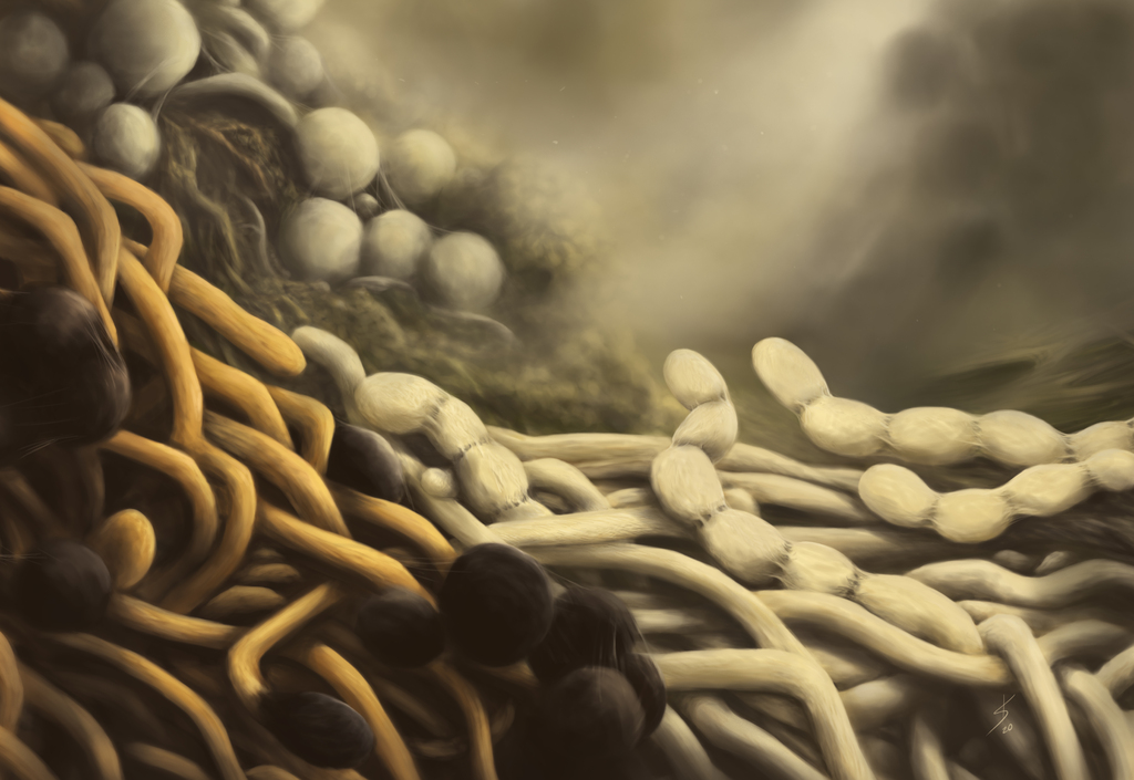 Actinomyceten