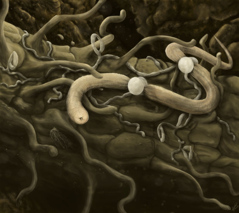 Nematode
